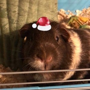 Meet your Posher, Pat